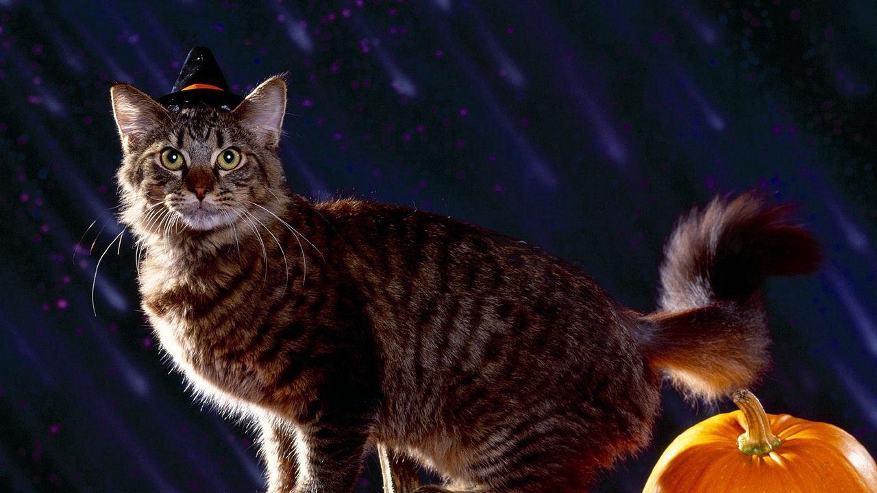 Wallpaper cat, halloween, fluffy, pumpkin