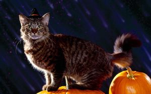 Preview wallpaper cat, halloween, fluffy, pumpkin