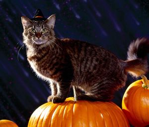 Preview wallpaper cat, halloween, fluffy, pumpkin