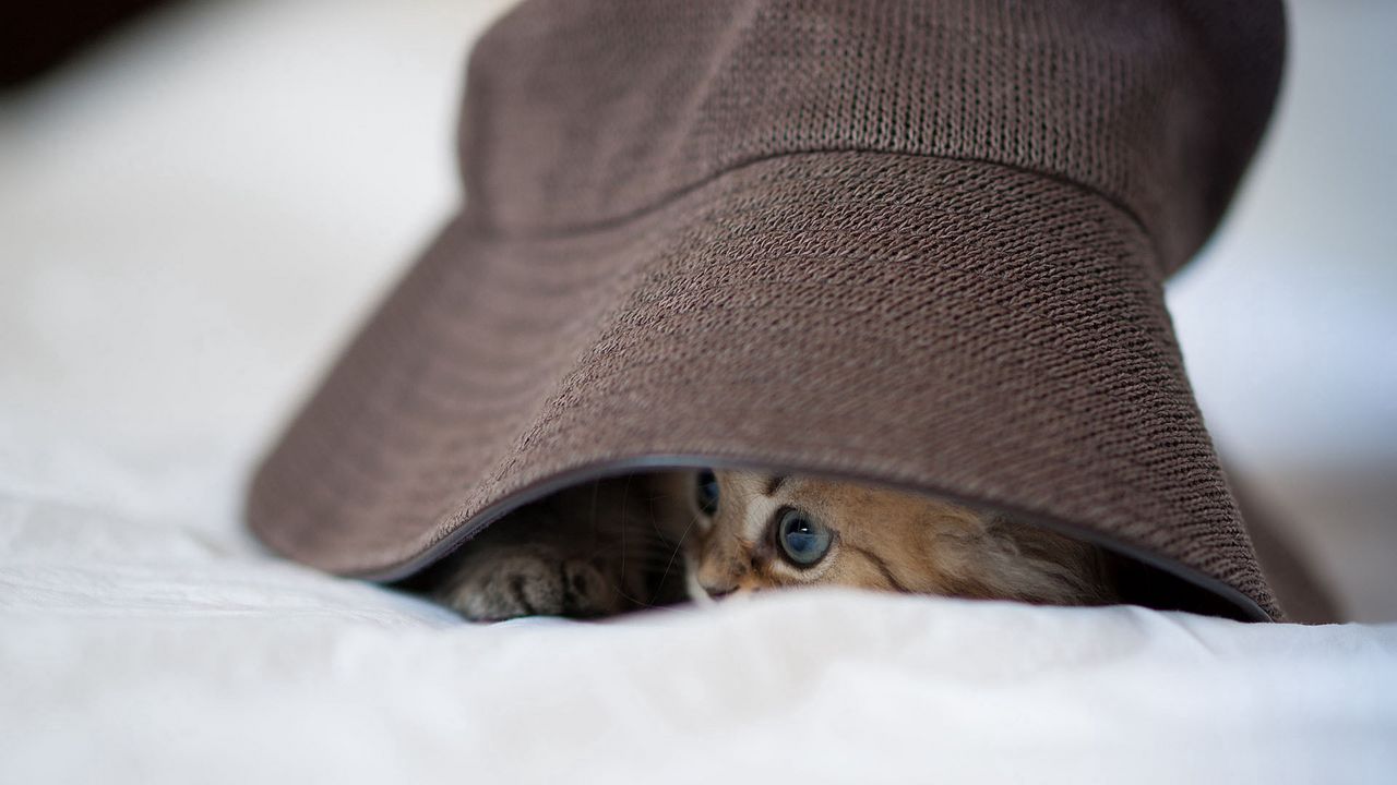 Wallpaper cat, hat, eyes, playful