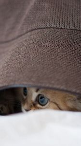 Preview wallpaper cat, hat, eyes, playful