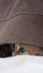 Preview wallpaper cat, hat, eyes, playful