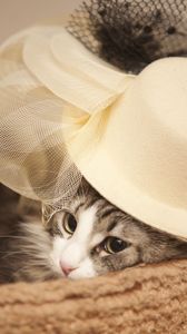 Preview wallpaper cat, hat, eyes, face