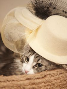 Preview wallpaper cat, hat, eyes, face