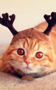 Preview wallpaper cat, hat, horn, funny, lie