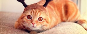 Preview wallpaper cat, hat, horn, funny, lie