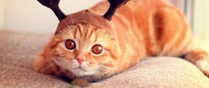 Preview wallpaper cat, hat, horn, funny, lie