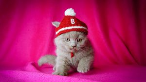 Preview wallpaper cat, hat, kid, sit