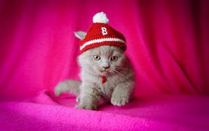 Preview wallpaper cat, hat, kid, sit