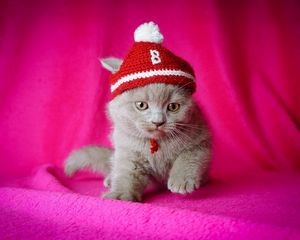 Preview wallpaper cat, hat, kid, sit