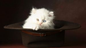 Preview wallpaper cat, hat, light, fluffy