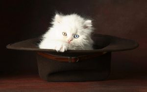 Preview wallpaper cat, hat, light, fluffy