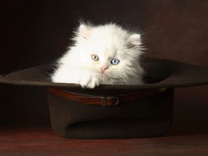 Preview wallpaper cat, hat, light, fluffy