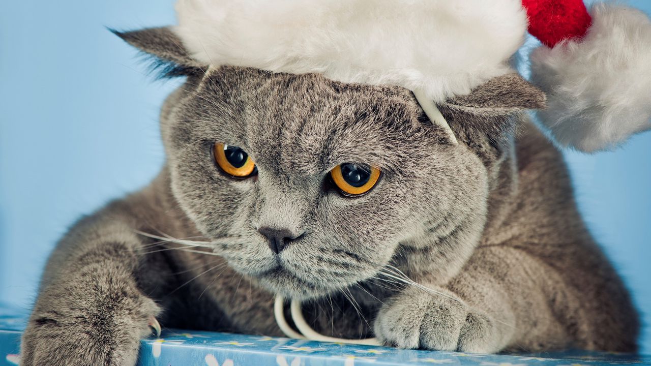 Wallpaper cat, hat, new year, nice
