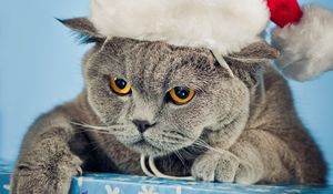 Preview wallpaper cat, hat, new year, nice