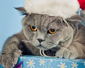 Preview wallpaper cat, hat, new year, nice