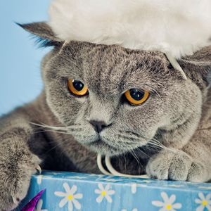 Preview wallpaper cat, hat, new year, nice