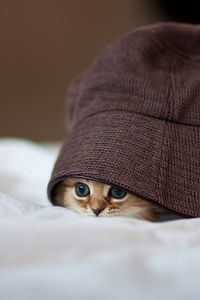 Preview wallpaper cat, hat, peep, hide