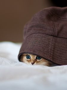 Preview wallpaper cat, hat, peep, hide