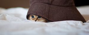 Preview wallpaper cat, hat, peep, hide