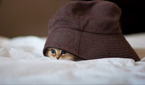 Preview wallpaper cat, hat, peep, hide