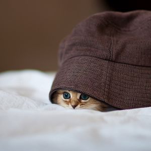 Preview wallpaper cat, hat, peep, hide
