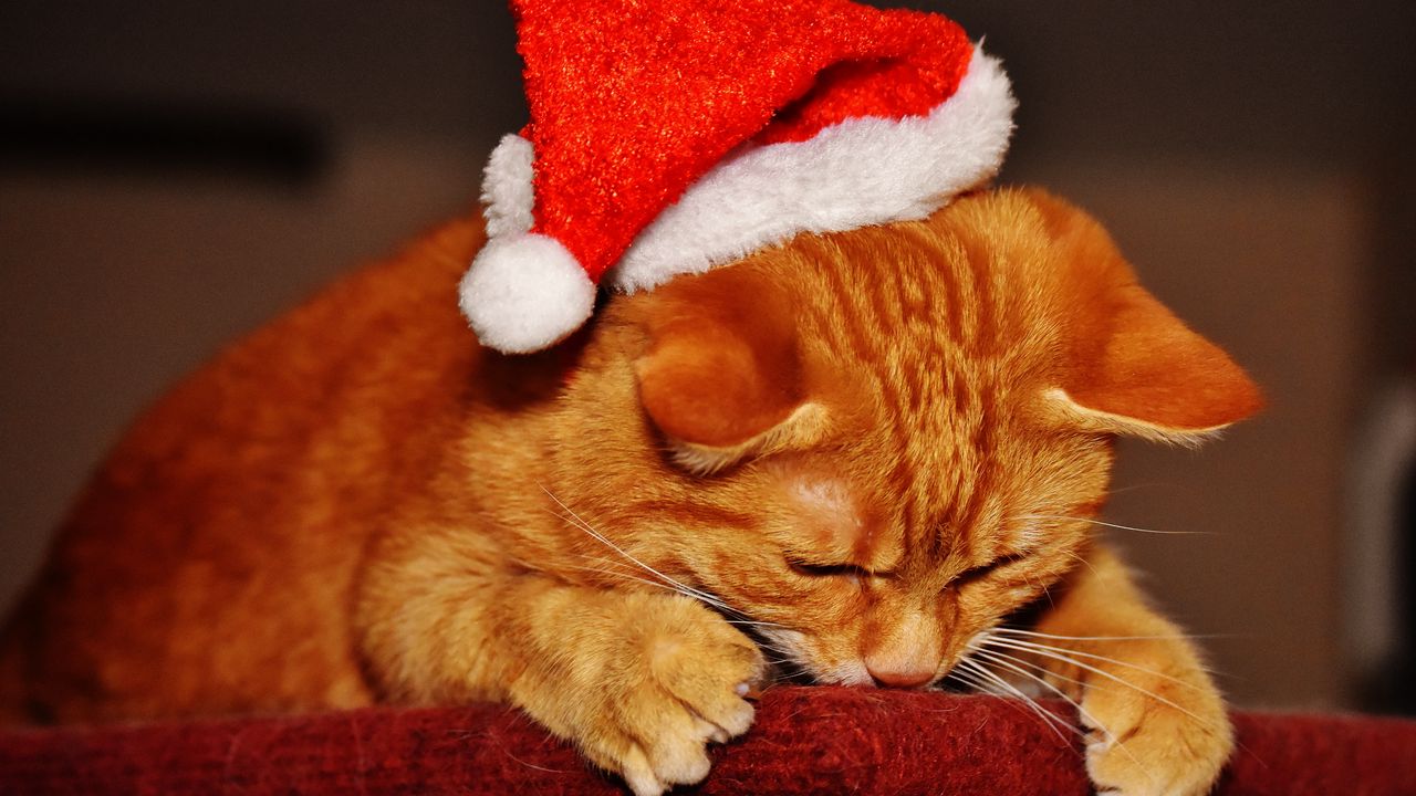 Wallpaper cat, hat, santa claus, new year