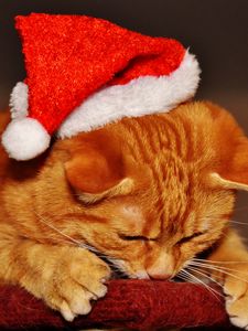 Preview wallpaper cat, hat, santa claus, new year