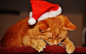 Preview wallpaper cat, hat, santa claus, new year