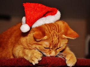 Preview wallpaper cat, hat, santa claus, new year