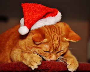 Preview wallpaper cat, hat, santa claus, new year