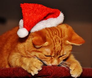 Preview wallpaper cat, hat, santa claus, new year