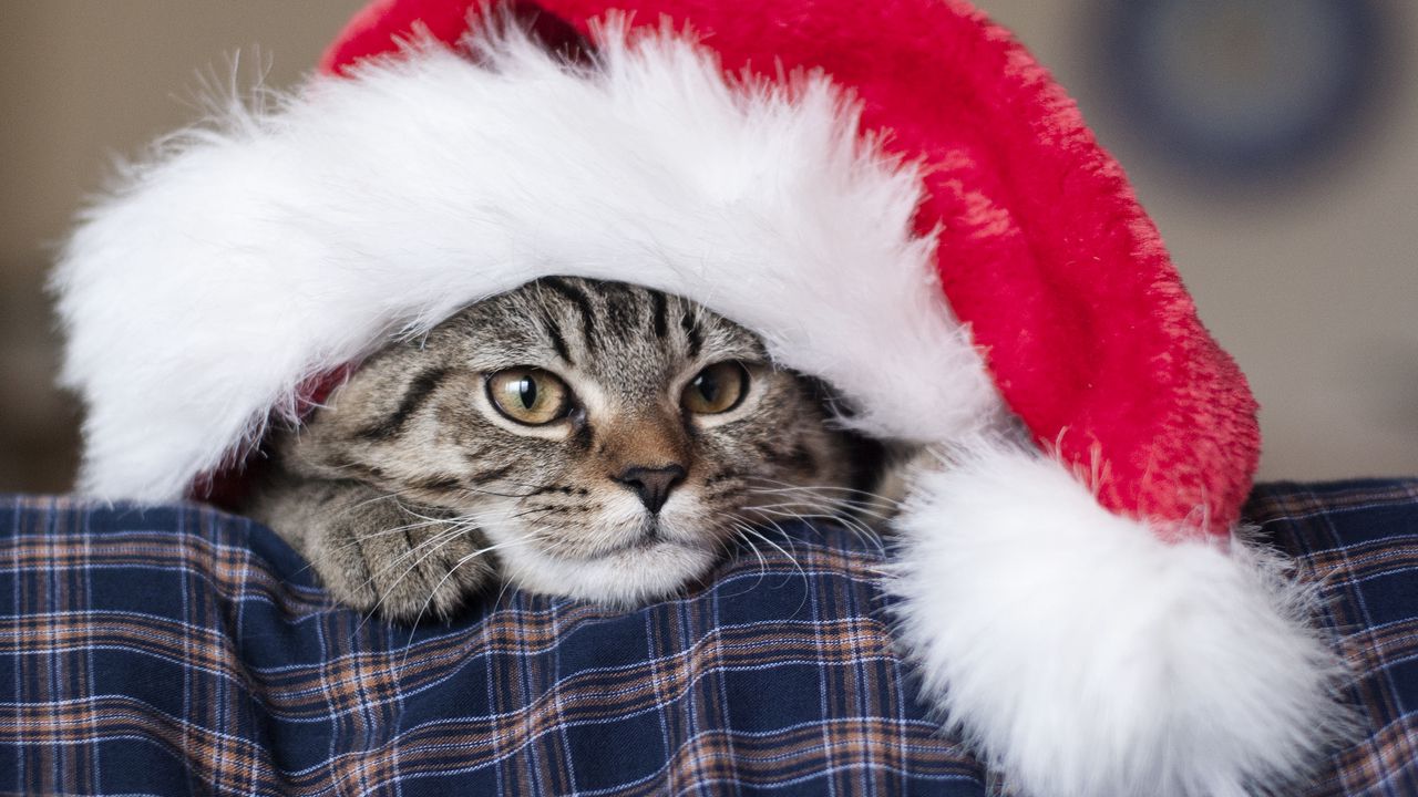 Wallpaper cat, hat, santa claus, new year, muzzle