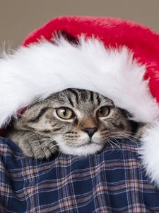 Preview wallpaper cat, hat, santa claus, new year, muzzle
