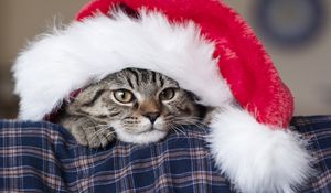 Preview wallpaper cat, hat, santa claus, new year, muzzle