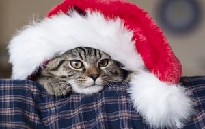 Preview wallpaper cat, hat, santa claus, new year, muzzle