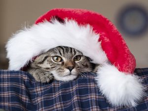 Preview wallpaper cat, hat, santa claus, new year, muzzle