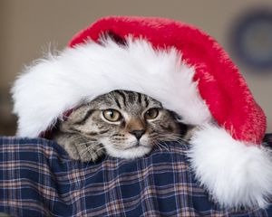 Preview wallpaper cat, hat, santa claus, new year, muzzle