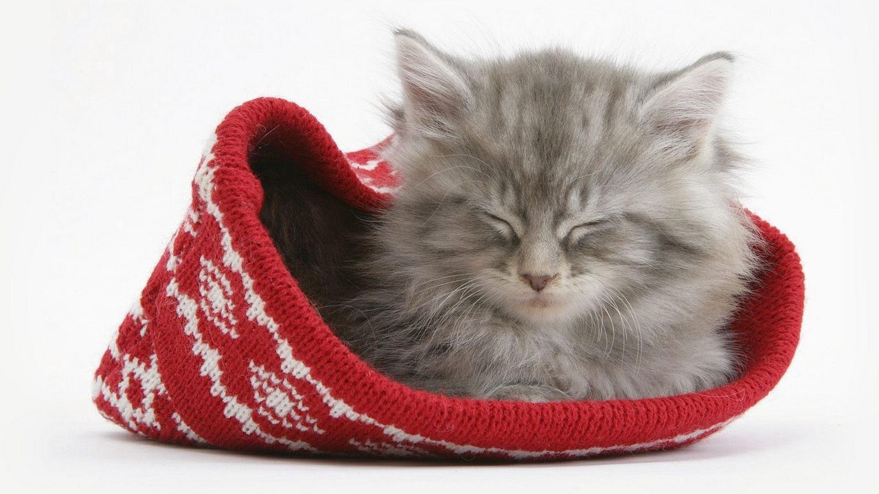 Wallpaper cat, hat, sleeping, furry
