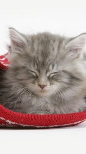 Preview wallpaper cat, hat, sleeping, furry