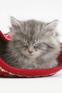 Preview wallpaper cat, hat, sleeping, furry