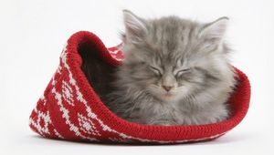 Preview wallpaper cat, hat, sleeping, furry