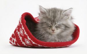 Preview wallpaper cat, hat, sleeping, furry