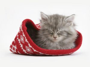 Preview wallpaper cat, hat, sleeping, furry