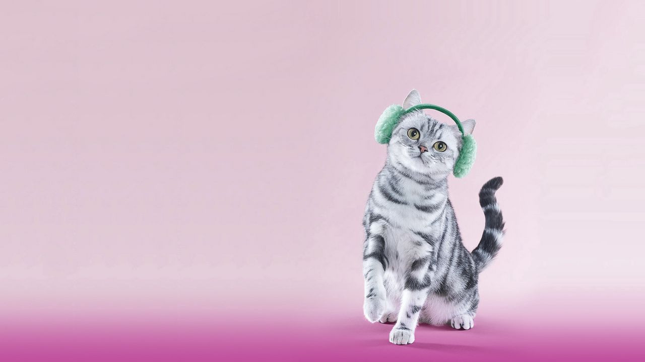 Wallpaper cat, headphones, lilac, funny