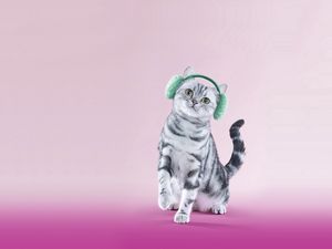 Preview wallpaper cat, headphones, lilac, funny