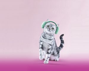 Preview wallpaper cat, headphones, lilac, funny