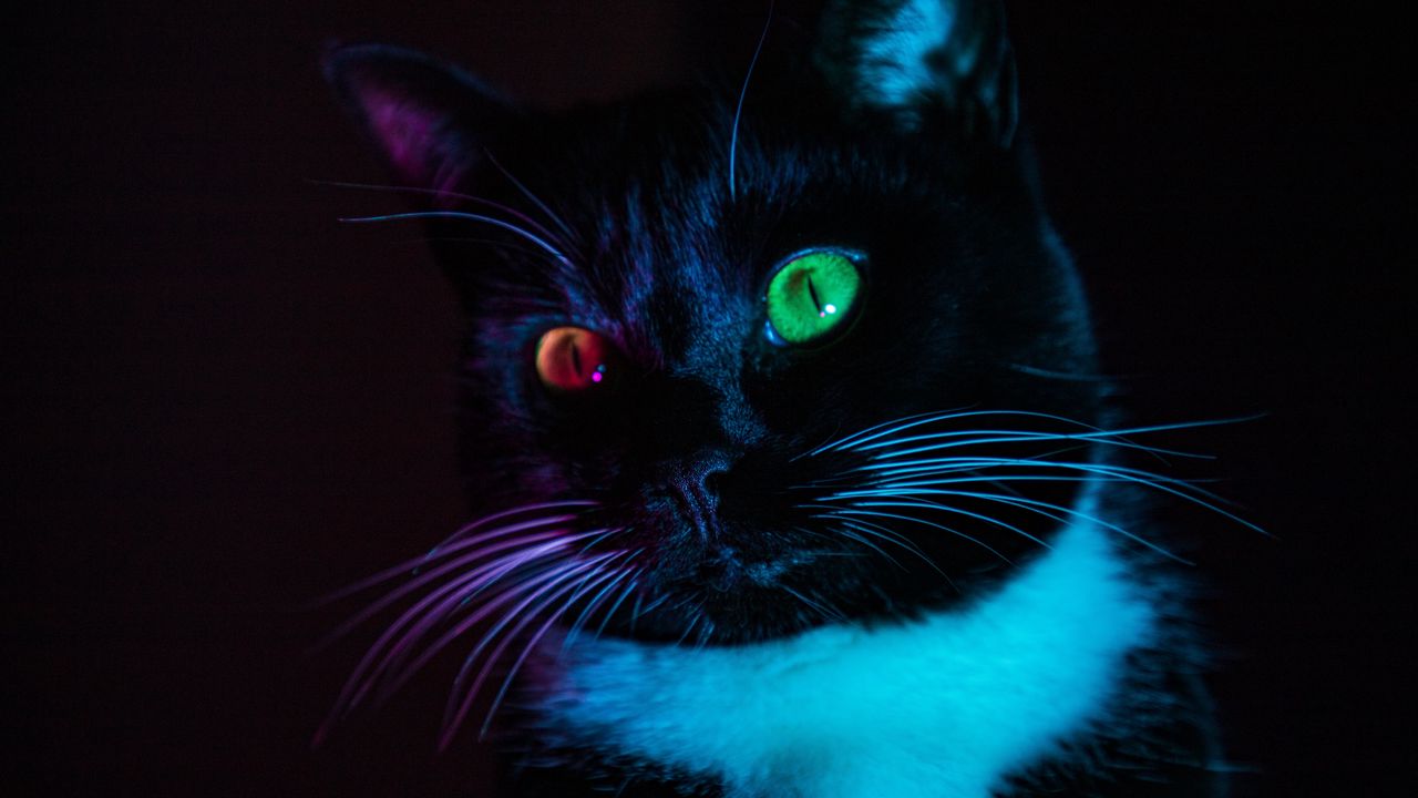 Wallpaper cat, heterochromia, eyes, colorful, view