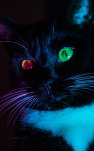 Preview wallpaper cat, heterochromia, eyes, colorful, view