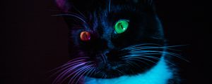Preview wallpaper cat, heterochromia, eyes, colorful, view